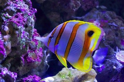 ocean fish facts coral pacific atlantic indian guide travel