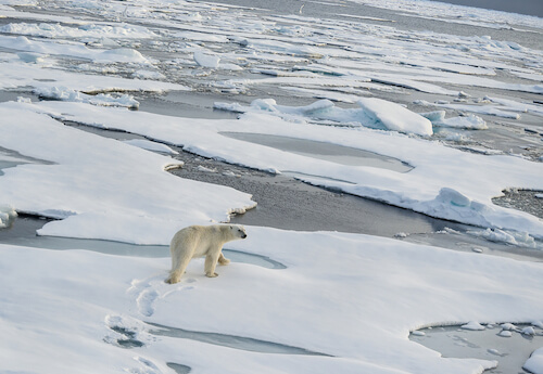 Impacchi di ghiaccio nell'Oceano artico con orso polare