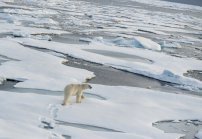 Oceano Ártico blocos de gelo com o urso polar