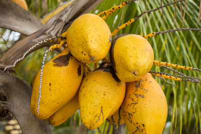 Плоды папайи растут на деревьях Плоды папайи растут на деревьях