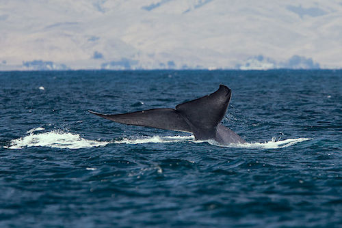 Blue Whale tail - image by 'Mike' Michael L. Baird