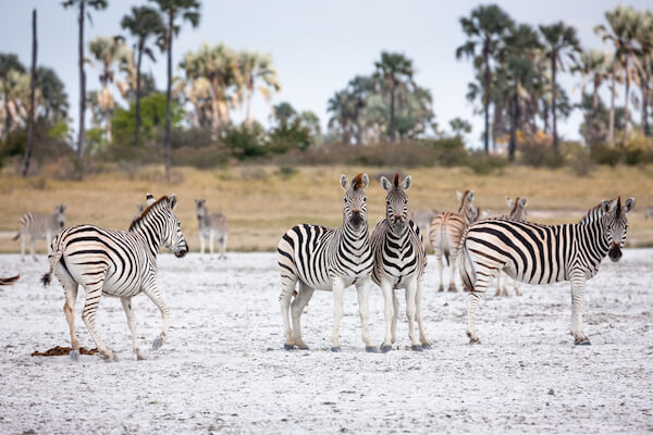 Botswana Makgadikgadi Zebras