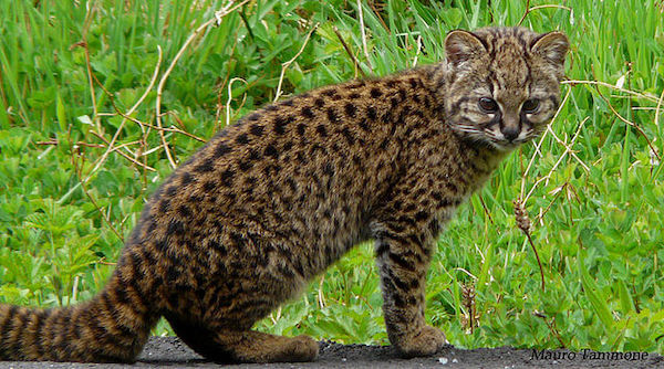 Kodkod - animals in Chile - image by Mauro Tammone/wikicommons