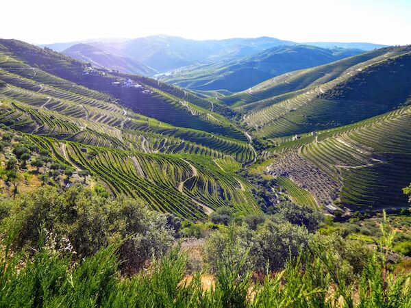 Vineyards in the Douro Valley