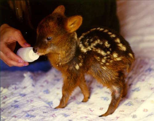 Animals in Chile | Chile for Kids | Chile Wildlife | Geography | Facts