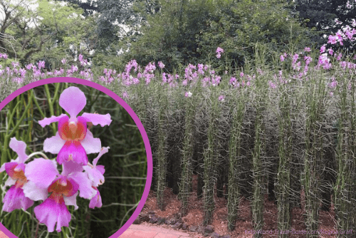 Singapore Attractions: Vanda Miss Joaquin the National Flower of Singapore in Botanical Gardens