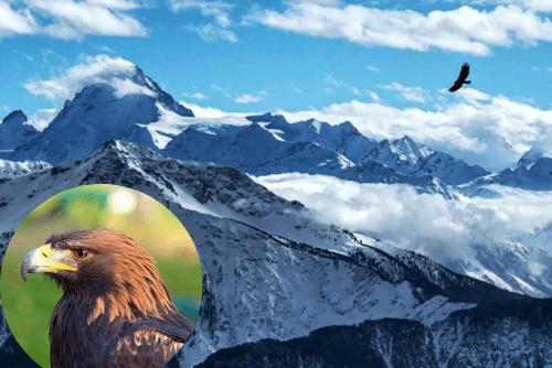 Golden eagle flying over the Swiss mountains