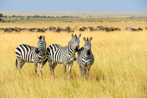 African zebras in Kenya - shutterstock.com