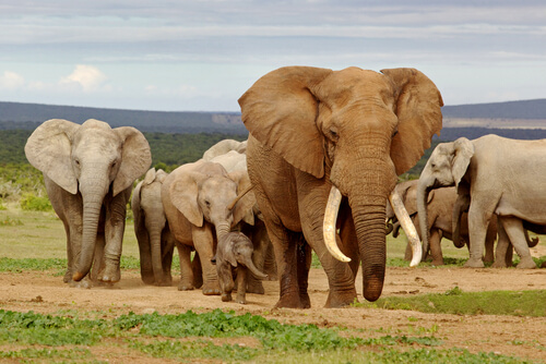 Elephant herd in Addo Park - image by David Steele
