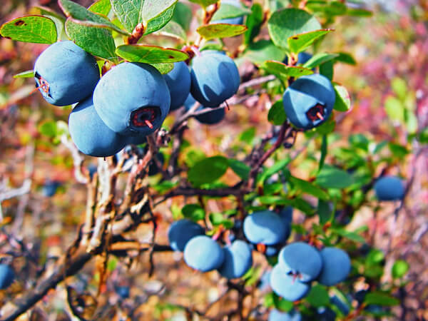 Blueberries