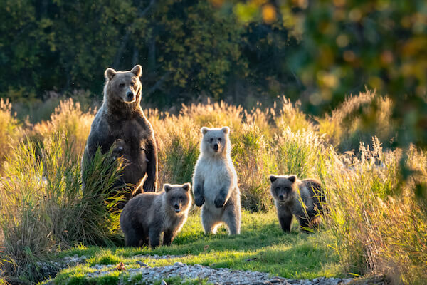 Alaskan brown bear with cubs