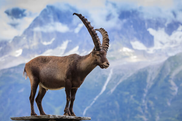 alpine ibex