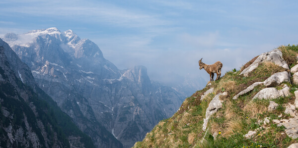 alpine ibex