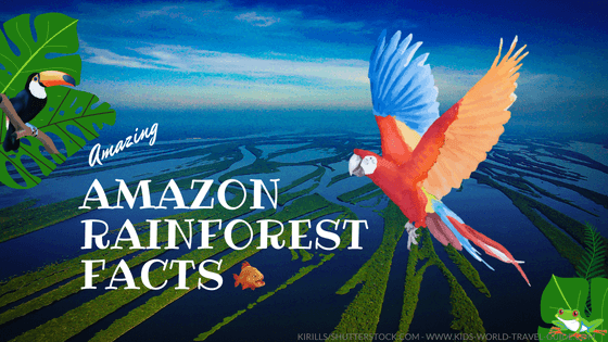 amazon rainforest facts