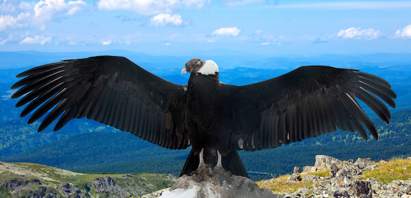 vultures: Andean Condor.