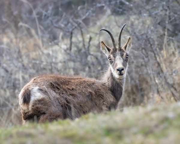 andorra chamois