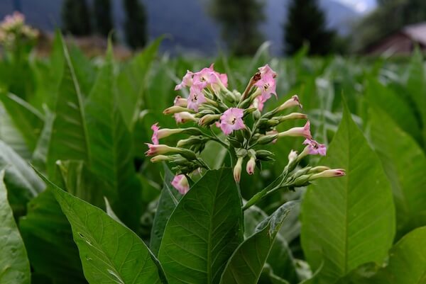 andorra tobacco plant