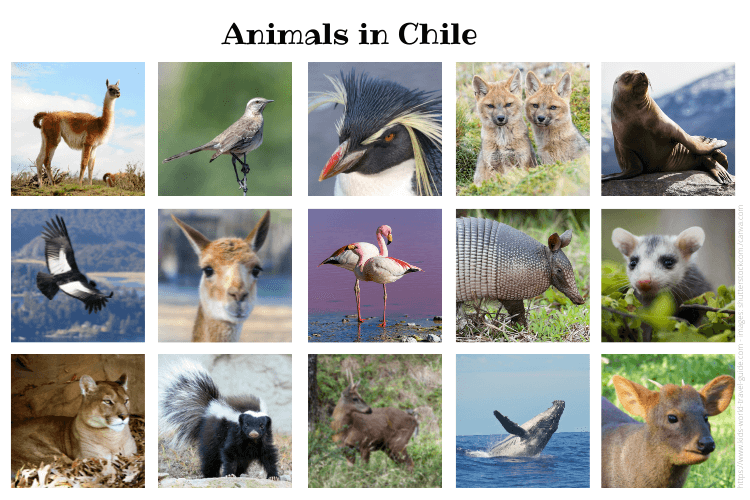 Animals in Chile | Chile for Kids | Chile Wildlife | Geography | Facts
