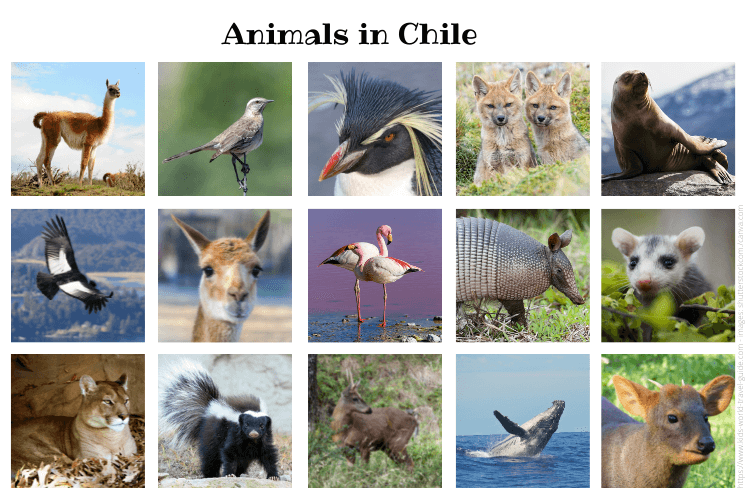 Animals in Chile | Chile for Kids | Chile Wildlife | Geography | Facts Animals in Chile | Chile for Kids | Chile Wildlife | Geography | Facts