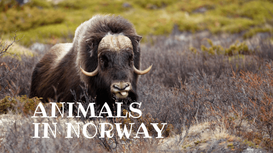 animals in norway