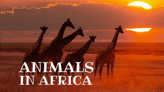 Animals around the World | Geography | Wild Animals | Animal Facts Animals around the World | Geography | Wild Animals | Animal Facts