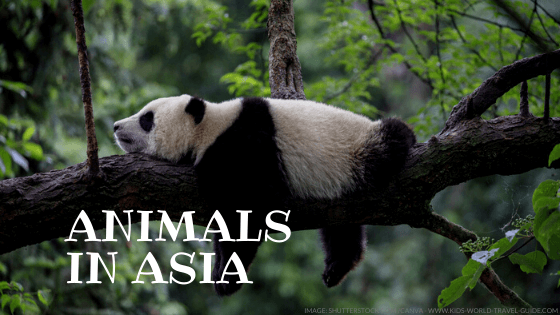 Animals around the World | Geography | Wild Animals | Animal Facts Animals around the World | Geography | Wild Animals | Animal Facts