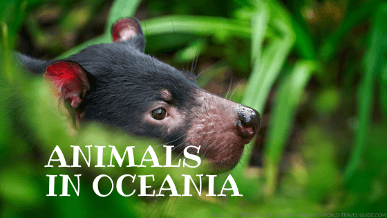 Animals around the World | Geography | Wild Animals | Animal Facts Animals around the World | Geography | Wild Animals | Animal Facts