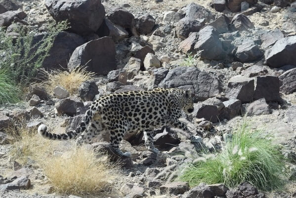 Arabian leopard