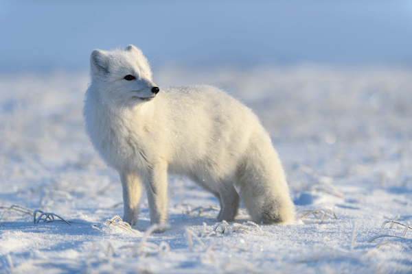 arctic fox