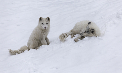 arctic foxes