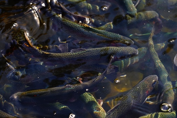 atlantic salmon