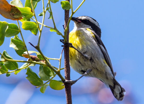 Bahamas Bananaquit endemic bird