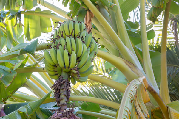 Banana plant with green bananas