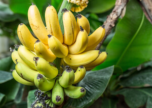 bananas 300