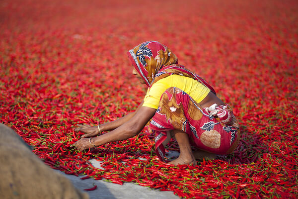 bangladesh chilli