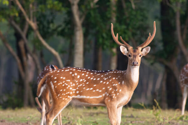 bangladesh spotted deer