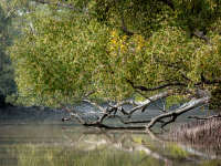 bangladesh sundarbans