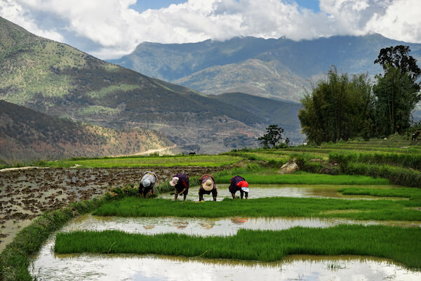 Women working on a rice field in Bhutan - image by Mathias Berlin/shutterstock.com