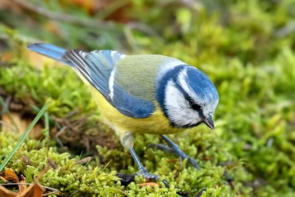 blue tit