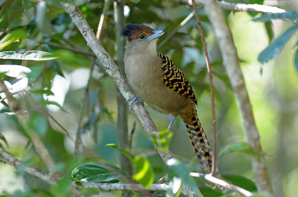 Commonly seen Giant Antshrike in Bolivia