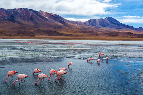 Pink flamingoes in Bolivia's Salar de Uyuni