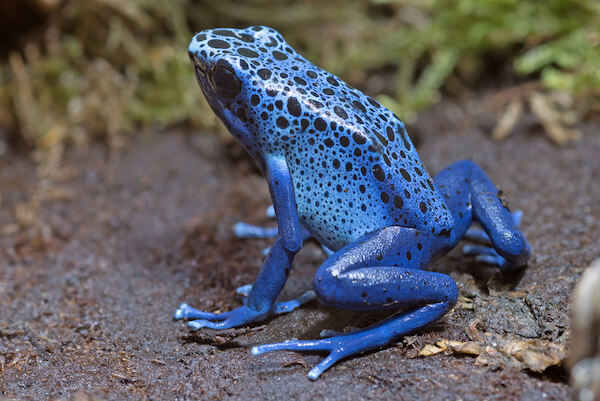 blue poison dart frog in Brazil