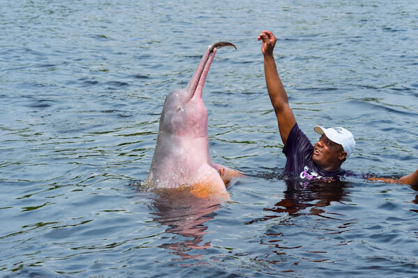brazil dolphin manaus GTW/shutterstock.com