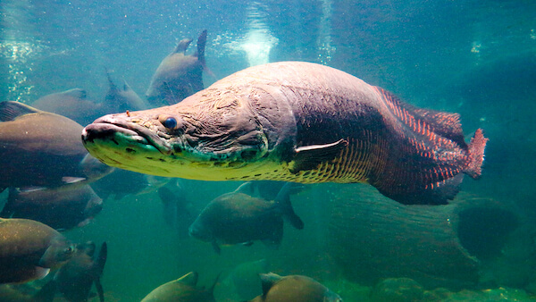 brazil arapaima