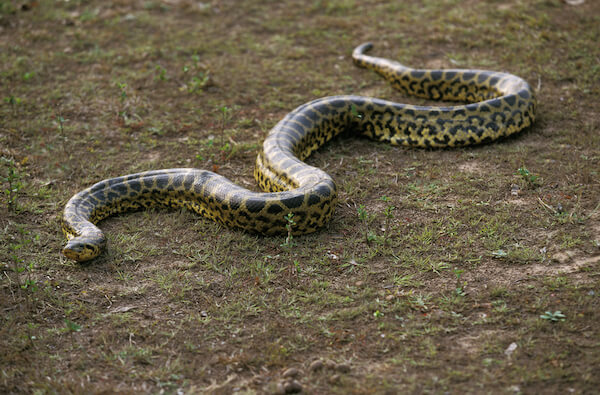 green anaconda