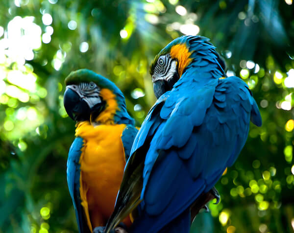 macaws in Brazil