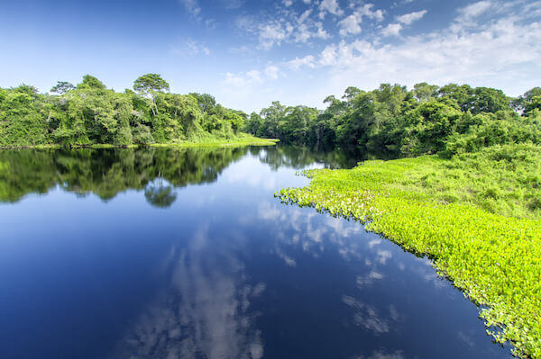 Pantanal riverscape