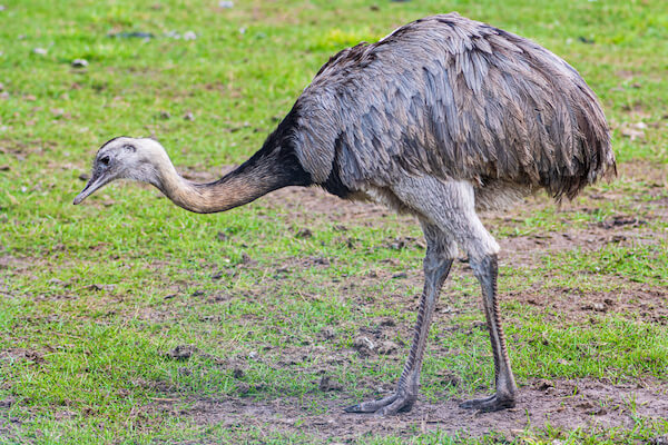 brazil rhea