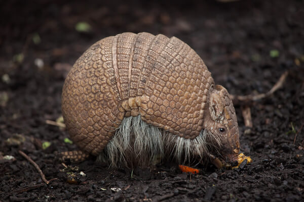 brazil three banded armadillo