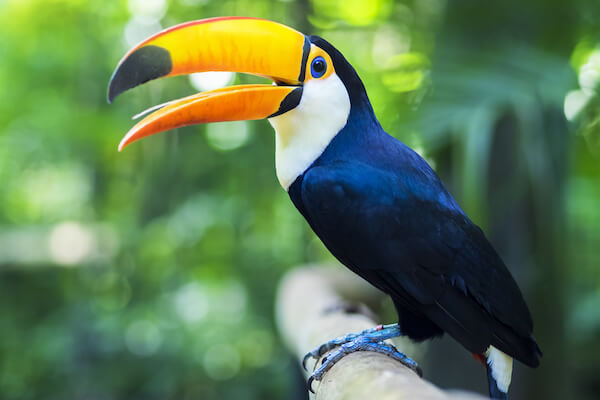 brazil toucan